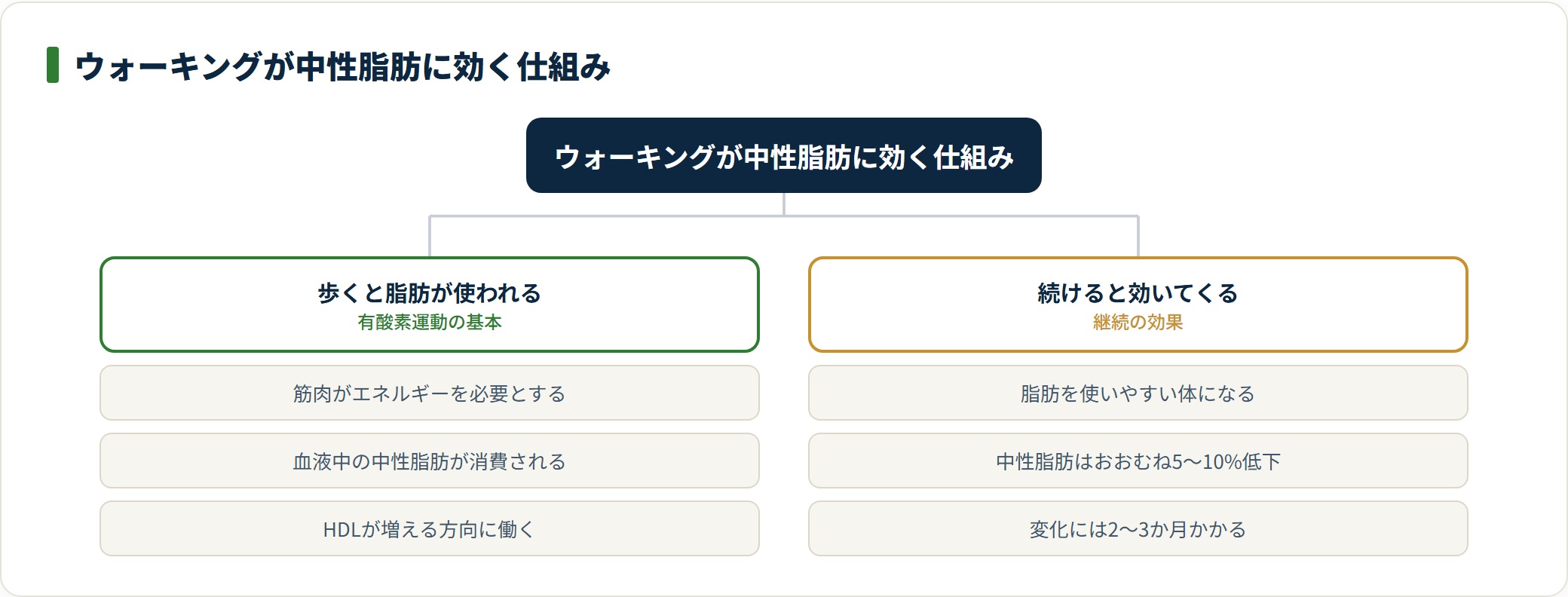 ウォーキングが中性脂肪に効く仕組みを、歩くと筋肉が脂肪をエネルギーとして使う経路と、続けると脂肪を使いやすい体になり中性脂肪が5〜10%低下する継続効果の2つに分けて示した図