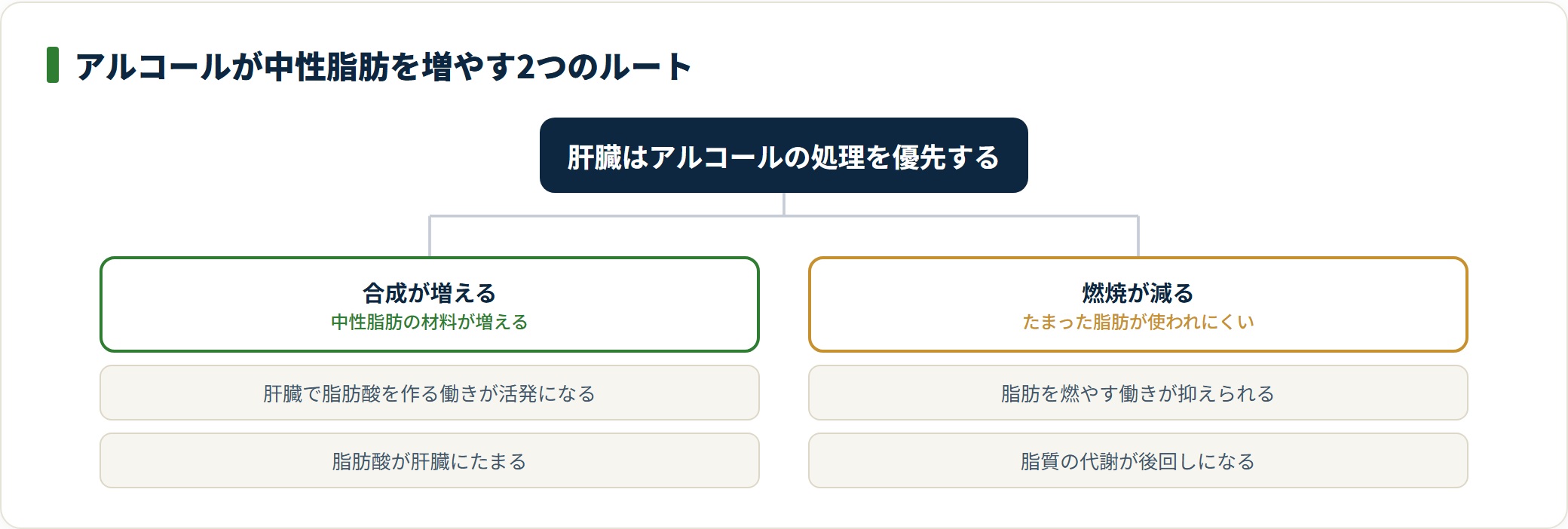 アルコールは肝臓で中性脂肪の合成を促し、同時に脂肪の燃焼を抑えるため数値が上がりやすい